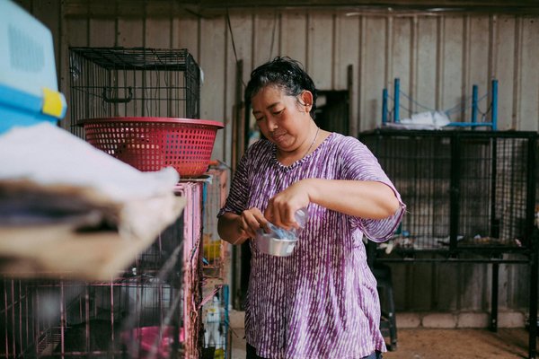 UK Butterfly Sanctuaries: Pioneering Efforts in Saving Endangered Species