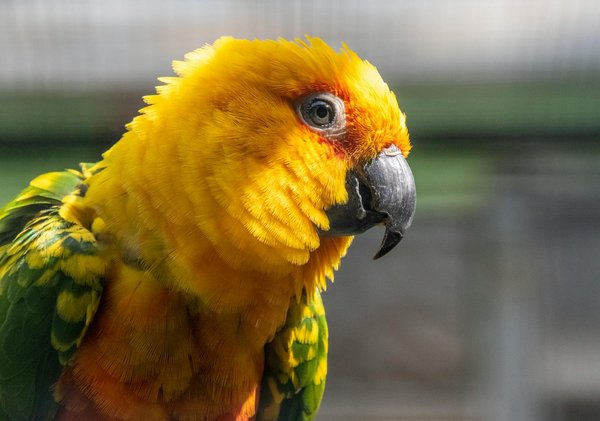 Effective Strategies to Teach Your Cat to Recognize Its Name and Come When Called